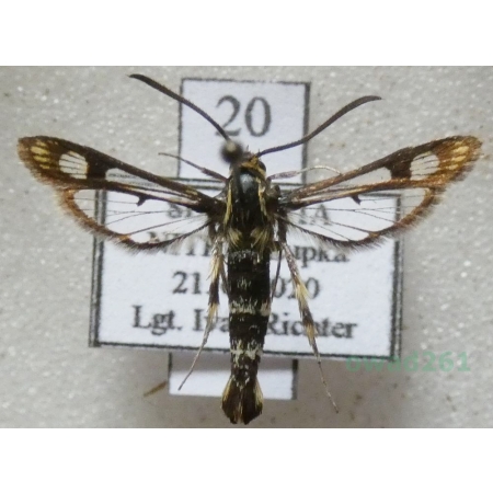 Chamaesphecia empiformis (Esper, 1783) Przeziernik wujkowaty Slovakia20